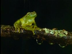 Frog perched on branch in rain, Indian rainforest Stock Footage