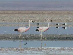MS TS Shot of Andean Flamingos, Phoenicoparrus andinus walking in shallows of high altitude salt lake then take off / San Pedro de Atacama, Norte Grande, Chile Stock Footage