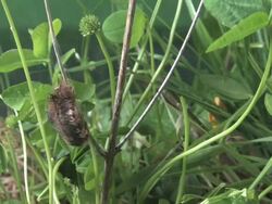 caterpillar Stock Footage