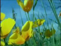 Bee hovering between CU yellow Goldpoppies, Sonoran desert, USA Stock Footage