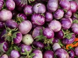 CU PAN Shot brinjal vegetable and marigold flowers / Luang Prabang, Laos Stock Footage