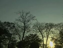 Tilt Down Shot Temple of Ta Prohm Angkor Wat Siem Reap Cambodia Stock Footage