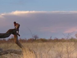 WS TD View of child climbing down log in grassy landscape / Limpopo, South Africa Stock Footage