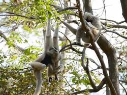 Gibbon Stock Footage