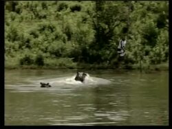Feature abandoned hippos from Escobar's private zoo News Clip