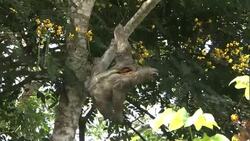 A sloth looks around while hanging from a tree. Stock Footage