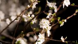 Blossomed tree Stock Footage