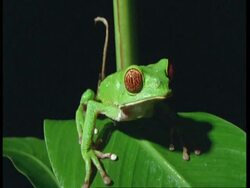 CU Red-eyed tree frog on leaf, South America Stock Footage