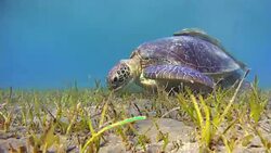 Green Sea Turtle grazing and Remora Fishes on seagrass bed Stock Footage