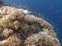 Corals and various tropical fish, Anemone guarded by clown fish, Southern Visayas, Philippines Stock Footage