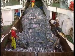 Crane winch opening bulging fishing net with dead fish pour from net into ship's hold, Pacific Ocean, NZ. Stock Footage