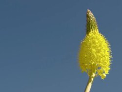 CU Shot of Single yellow flower head of tall stemmed plant moving in the wind / Namaqualand, Northern Cape, South Africa Stock Footage