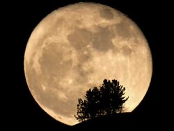 full moon rising behind trees Stock Footage