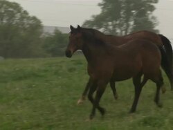 Shot of two brown horses cantering around field.  The horse in front trots up to fence. Stock Footage