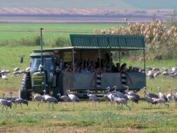 WS View of people watching cranes at Hula nature reserve / Hula Valley, Upper Galilee, Israel  Stock Footage