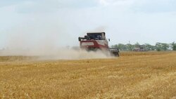 combine harvesting Stock Footage