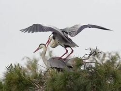 MS SLO MO Grey Heron (ardea cinerea) pair mating on Nest (South of France) / Saintes Marie de la Mer, Camargue, France Stock Footage