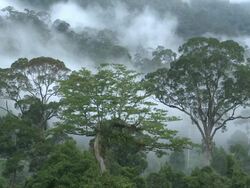Misty jungle, high angle, Maliau Basin, Sabah, Malaysia, Borneo Stock Footage