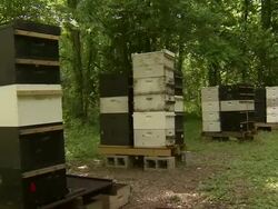 Wide shot of the bee farm with several boxed artificial hives. Stock Footage