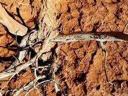 MS ZO Skeletal branches of dead tree in  barren environment / UTAH,United States   Stock Footage