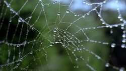 Dewdrops hang on a spiderweb. Stock Footage