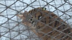 CLEAN : China tiger farms put big cats in the jaws of extinction News Clip