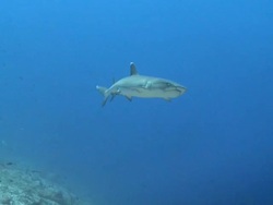 Grey Reef Shark (Carcharhinus amblyrhynchos) swimming over reef, profile, Vaavu Atoll, The Maldives Stock Footage