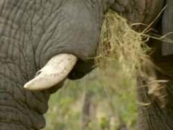 CU Elephant standing and grazing on dried grass / Okavango Delta, North West District, Botswana Stock Footage