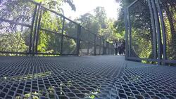 Visitors walk on the Canopy Walkway Stock Footage
