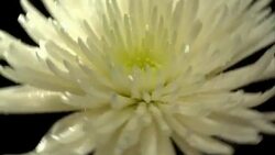 Flower Little lamb in beautiful light with water drops Stock Footage