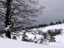 Winter Forest Stock Footage