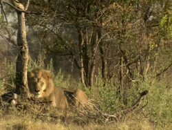 MS Shot of sleepy male lion resting / Okavango Delta, North-West District, Botswana Stock Footage