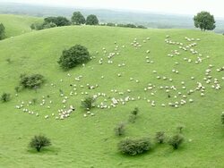 Sheep herd walking down a hill Stock Footage