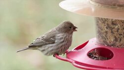 Wild birds eating food from bird feeder in the backyard Stock Footage