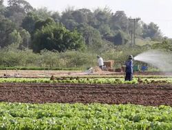 Farmer watering vegetables. Stock Footage