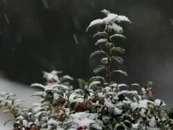 MS Snow on small tree during winter snowfall / Saarburg, Rhineland-Palatinate, Germany Stock Footage