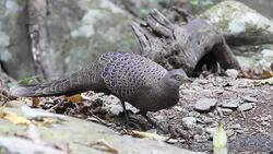 Drinking Stock Footage