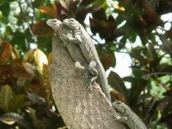 Three lizards  60i Stock Footage