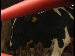 Holland - British Calves Slaughtered News Clip