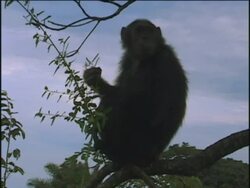 MS, Chimpanzee (Pan troglodytes) sitting on limb and eating leaves, Gombe Stream National Park, Tanzania Stock Footage