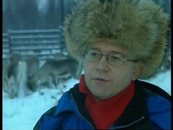 FINLAND: REINDEER INDUSTRY (V) News Clip
