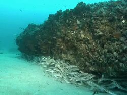 WS Striped eel-catfish school swimming and hiding below rock crevice / Matola, Maputo, Mozambique Stock Footage