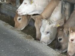 Forcefed cows Stock Footage