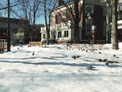 MS Shot of pigeons eating on empty snowy ground in front of empty benches and buildings / Boston, Massachusetts, United States Stock Footage