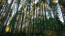 Ancient Forest with tall tree Stock Footage
