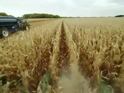 POV combine harvesting corn in a large field; the second tractor pulls away with a wagon full of corn. Stock Footage