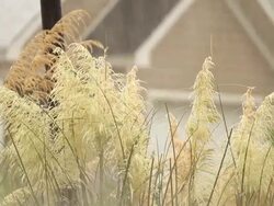 Heavy Storm Rainfall With Audio Stock Footage