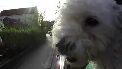 dog sticking head out of a moving car Stock Footage