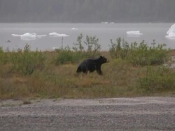 Black bear fishing  glacier alaska juneau northwest pacific Stock Footage