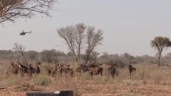 VOICED : La cria de animales salvajes un negocio en transformacion News Clip